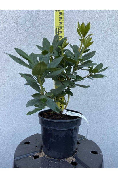 Рододендрон Розеум Елеганс - 3л/вис.20-40см/Ø20-30см